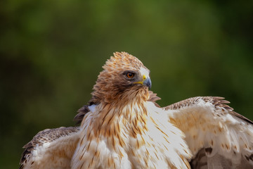 Booted Eagle Hieraaetus pennatus in the nature, Spain