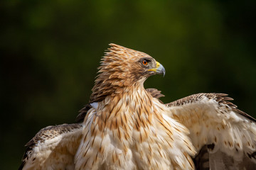 Booted Eagle Hieraaetus pennatus in the nature, Spain