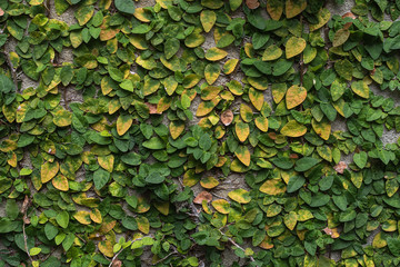 Plants and leaves attached to the wall