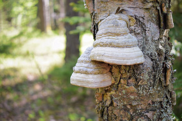 Mushroom on the tree: Tinder (Latin Fomes fomentarius) - widely spread in Europe, a mushroom-tinder.
