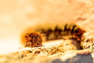 caterpillar on a rock