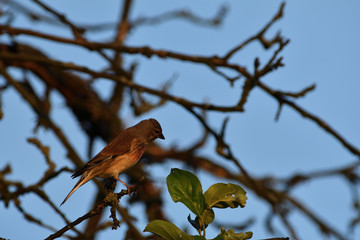 Goldfinch sits hidden on branch on tree 