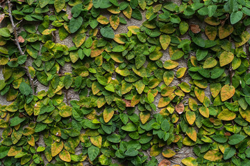 Plants and leaves attached to the wall