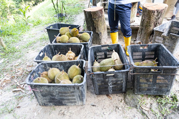 Worker sorting freshly harvested organic durian into grades