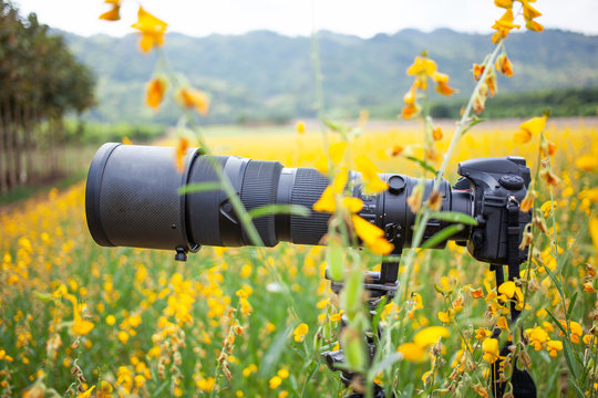 Black super telephoto lens and digital camera on tripod in flower field.
