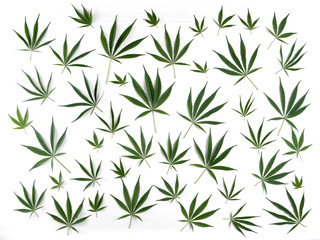 Cannabis leaves of different sizes are isolated on a white background.