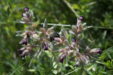 Brown Nonea. Nonea pulla. Flowering plant.  Honey plant. Kazakhstan.