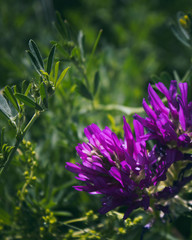 Astragalus onobrychis. Blossoming Astragalus onobrychis. Honey plant.