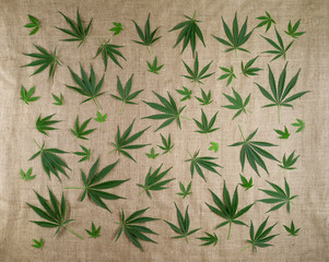 A pattern of natural cannabis leaves on the background of burlap.