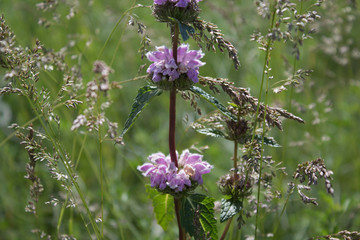 Phlomis tuberosa. Flowers of Phlomoides tuberosa. Honey plant. Kazakhstan.