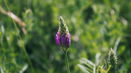 Astragalus onobrychis. Blossoming Astragalus onobrychis.  Honey plant.