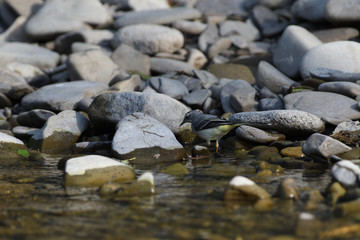 Fototapeta na wymiar wagtail walking on stones near the river having a drink