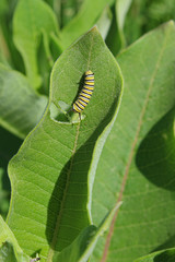 Monarch caterpillar on a leaf