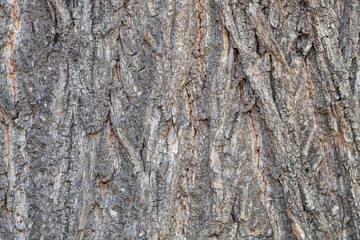 Tree Bark Texture of Big and Old Linden 