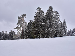 Fototapeta premium Schnee im Schwarzwald