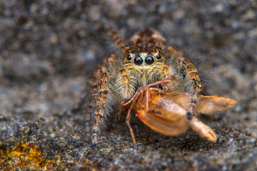 Spider Salticidae with its prey