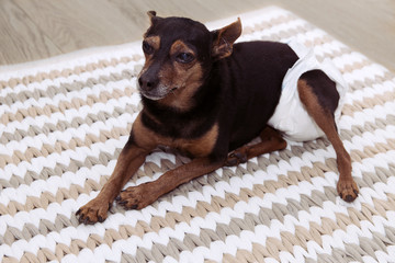 PORTRAIT SICK SENIOR OLD DOG WITH CATARACT, ARTRHRITIS  WEARING DIAPER  FOR PEE LOST RESTING...