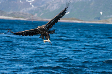 Young White Tailed Sea Eagle (Haliaeetus albicilla) plucking fish from water