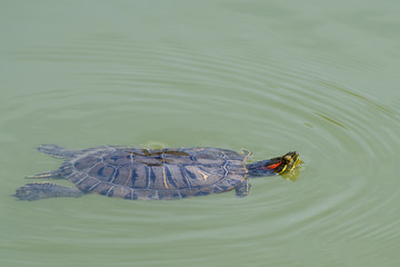 Tortue de Floride dans l'eau
