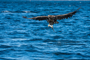 Young White Tailed Sea Eagle (Haliaeetus albicilla) plucking fish from water