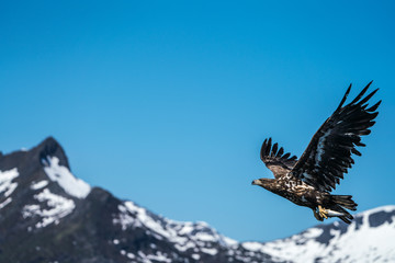 White Tailed Sea Eagle (Haliaeetus albicilla) in flight carrying fish