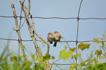 Baby House Sparrows