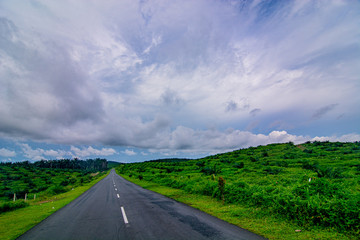 Palm oil tree replant in plantation at Malaysia