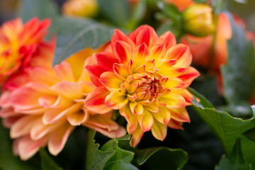 Beautiful fully bloomed red and orange chrysanthemum flower 