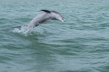 Springender und spielender Delfin (Delphinidae)