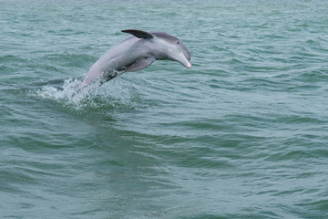 Naklejka premium Springender und spielender Delfin (Delphinidae)