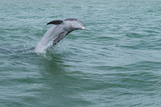 Springender und spielender Delfin (Delphinidae)