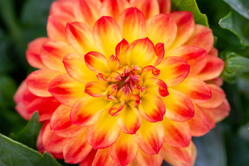 Beautiful fully bloomed red and orange chrysanthemum flower 