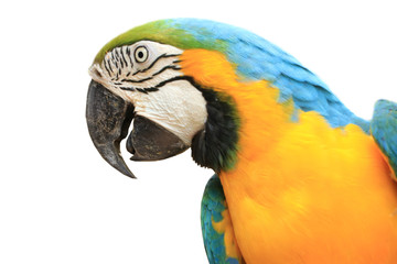 One macaw parrot with white background;