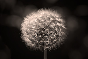 Balck and white version of dandelion flower after flowering on a dark background in close-up.