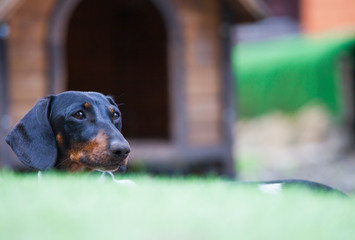 dachshund dog portrait garden 