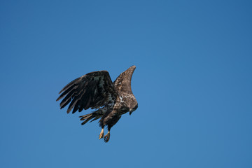 Fototapeta premium Young White Tailed Sea Eagle (Haliaeetus albicilla) hovering,watching for fish