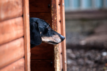 dachshund dog kennel garden 