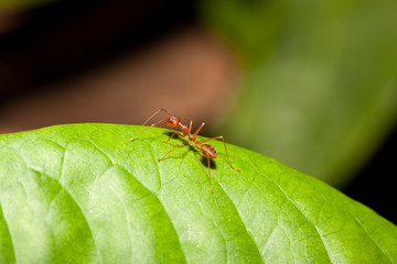 Red ant on green leaf in nature at thailand
