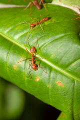 Red ant on green leaf in nature at thailand
