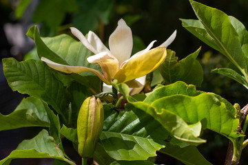 Obraz premium White mangolia withering on branch