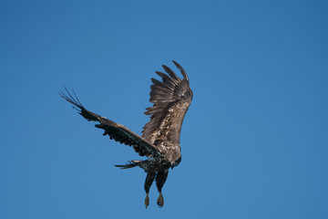 Young White Tailed Sea Eagle (Haliaeetus albicilla) hovering,watching for fish