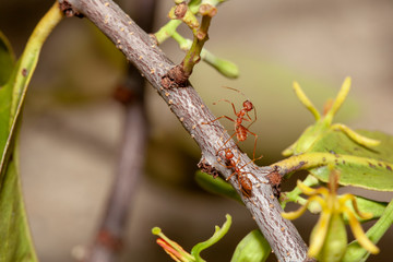 Close up red ant on  stick tree in nature at thailand