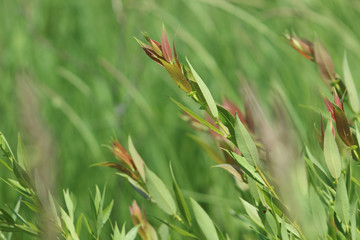 Fototapeta premium ornamental grass on green background