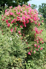 Wunderschöne Rosenhecke