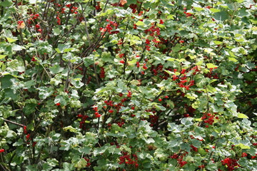 Roten Johannisbeeren am Strauch - lecker