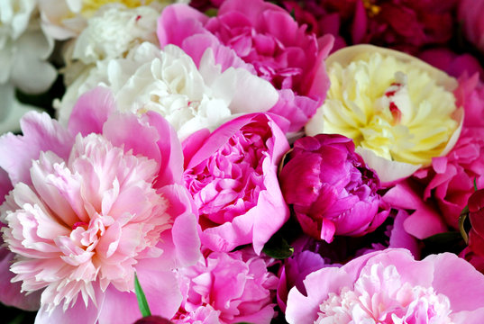 Beautiful flowers, peonies. Elegant bouquet of a lot of peonies of pink and red color close up. © Oksana