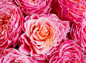 Fototapety na wymiar - Fototapeta24.pl