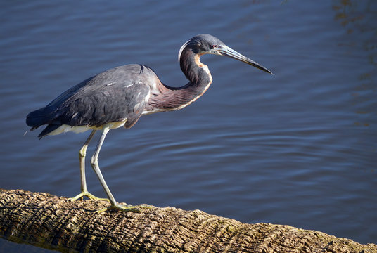 Heron Posing Viera Wetlands