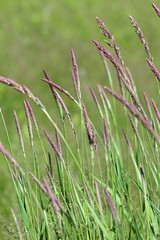 Purple prairie grass