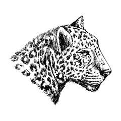Leopard drawing